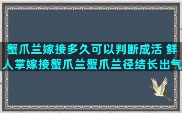 蟹爪兰嫁接多久可以判断成活 鲜人掌嫁接蟹爪兰蟹爪兰径结长出气生根怎么办